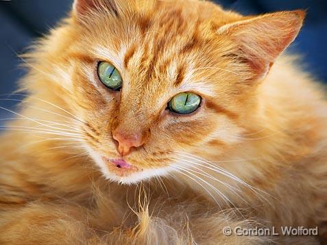 Campground Cat_27566.jpg - Photographed near Port Lavaca, Texas, USA.